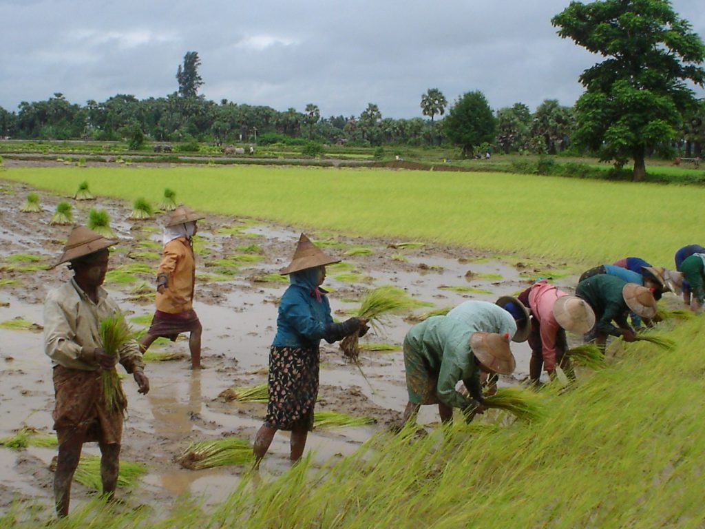 Farmlands in Burma. Photo by Rijstvelden, taken on 7 October 2006. Licensed under CC BY-SA 3.0